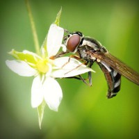 /album/pabelljite/photolia-a02-jpg/