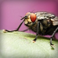 /album/pabelljite/photolia-a08-jpg/